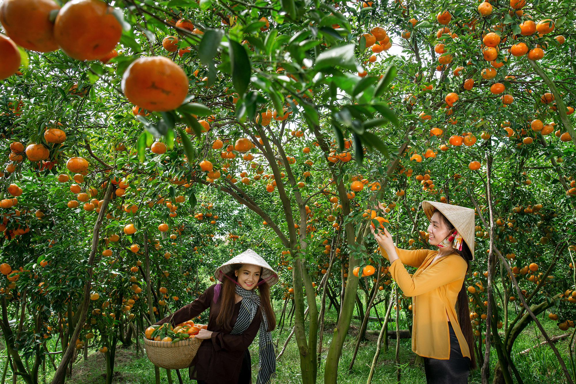 Mùa Quýt hồng Lai Vung -  Tác phẩm đạt top 50 trong cuộc thi Vietnam Snap by Sony